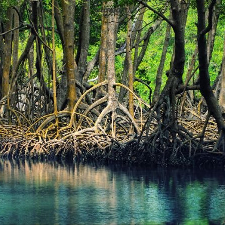 KARBON BIRU INDONESIA - OSCARLIVING