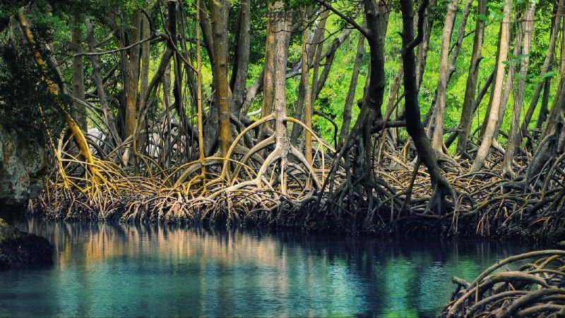 KARBON BIRU INDONESIA - OSCARLIVING