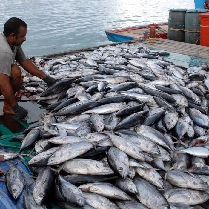 Keuangan Berkelanjutan: Kunci Transisi Menuju Ekonomi Ramah Lingkungan - OSCARLIVING