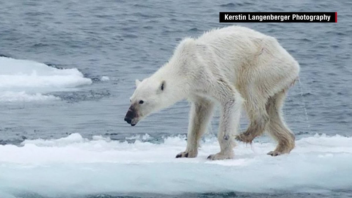 Pemanasan Global dan Kutub utara memberikan dampak tidak hanya pada negara negara di belahan utara namun juga memberikan dampak bagi Indonesia - OSCARLIVING