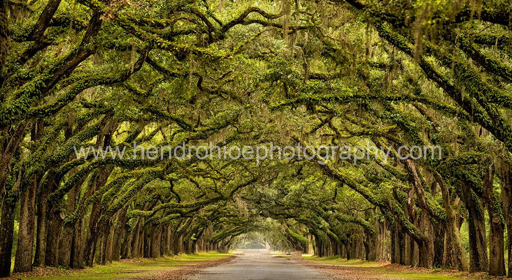 Rumah Sultan satu ini memang sultan beneran, jalan masuk nya aja 1,5 KM , bayangin !!!! - OSCARLIVING
